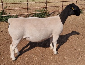 LOT 49 1X DORPER T5 OOI/EWE MICKEY PHILLIPS & SON