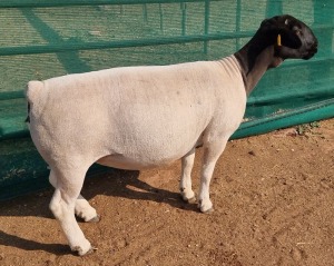 LOT 27 1X DORPER T5 OOI/EWE MICKEY PHILLIPS & SON