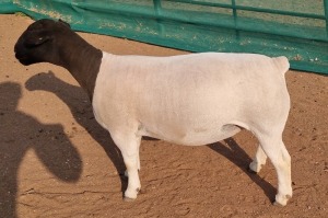 LOT 52 1X DORPER T5 OOI/EWE MICKEY PHILLIPS & SON