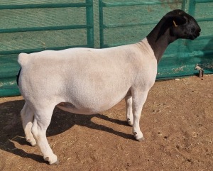 LOT 50 1X DORPER T5 OOI/EWE MICKEY PHILLIPS & SON