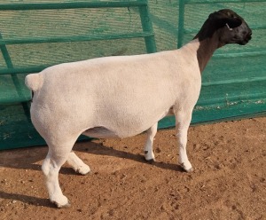 LOT 29 1X DORPER T5 OOI/EWE MICKEY PHILLIPS & SON