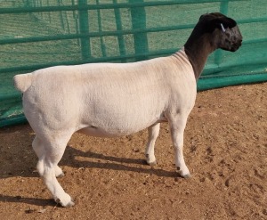 LOT 53 1X DORPER T5 OOI/EWE MICKEY PHILLIPS & SON