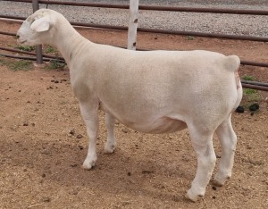 LOT 6 1X WHITE DORPER FLOCK OOI/EWE ASHLEY PHILLIPS WHITE DORPERS