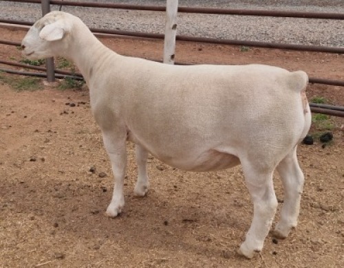 LOT 6 1X WHITE DORPER FLOCK OOI/EWE ASHLEY PHILLIPS WHITE DORPERS