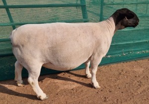 LOT 65 1X DORPER STUD OOI/EWE MICKEY PHILLIPS & SON