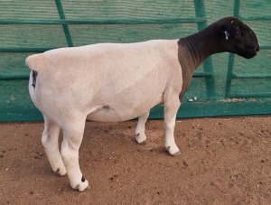 LOT 64 1X DORPER T5 OOI/EWE MICKEY PHILLIPS & SON