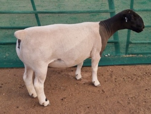LOT 64 1X DORPER T5 OOI/EWE MICKEY PHILLIPS & SON