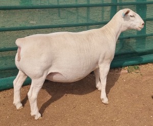 LOT 8 1X WHITE DORPER T5 OOI/EWE ASHLEY PHILLIPS WHITE DORPERS