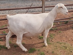 LOT 9 1X WHITE DORPER T5 OOI/EWE ASHLEY PHILLIPS WHITE DORPERS