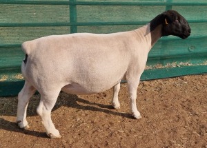 LOT 66 1X DORPER FLOCK OOI/EWE MICKEY PHILLIPS & SON