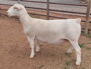 LOT 10 1X WHITE DORPER T5 OOI/EWE ASHLEY PHILLIPS WHITE DORPERS