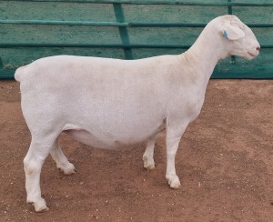 LOT 35 1X WHITE DORPER STUD OOI/EWE ASHLEY PHILLIPS WHITE DORPERS