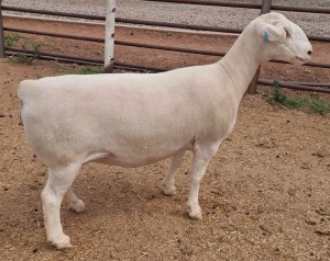 LOT 34 1X WHITE DORPER STUD OOI/EWE ASHLEY PHILLIPS WHITE DORPERS