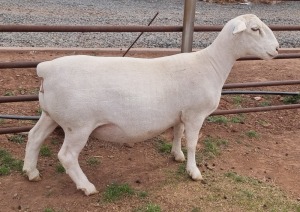 LOT 54 1X WHITE DORPER STUD OOI/EWE ASHLEY PHILLIPS WHITE DORPERS