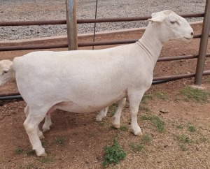 LOT 33 1X WHITE DORPER T5 OOI/EWE ASHLEY PHILLIPS WHITE DORPERS