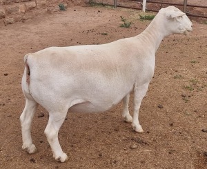 LOT 56 1X WHITE DORPER FLOCK OOI/EWE ASHLEY PHILLIPS WHITE DORPERS