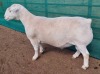 LOT 5 1X WHITE DORPER T5 RAM ASHLEY PHILLIPS WHITE DORPERS