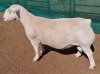 LOT 5 1X WHITE DORPER T5 RAM ASHLEY PHILLIPS WHITE DORPERS - 2