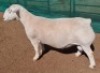 LOT 5 1X WHITE DORPER T5 RAM ASHLEY PHILLIPS WHITE DORPERS - 2