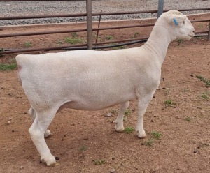 LOT 55 1X WHITE DORPER FLOCK OOI/EWE ASHLEY PHILLIPS WHITE DORPERS