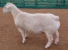 LOT 6 1X WHITE DORPER T5 RAM ASHLEY PHILLIPS WHITE DORPERS