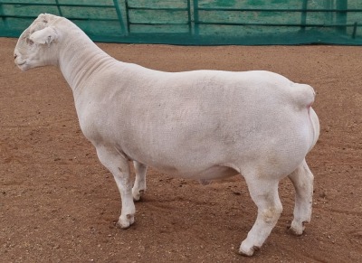 LOT 6 1X WHITE DORPER T5 RAM ASHLEY PHILLIPS WHITE DORPERS