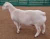 LOT 6 1X WHITE DORPER T5 RAM ASHLEY PHILLIPS WHITE DORPERS - 2