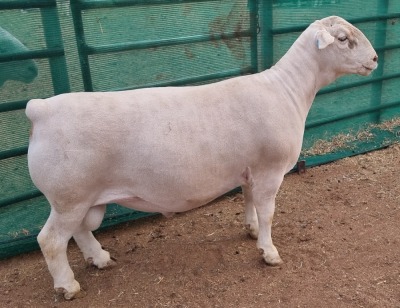 LOT 7 1X WHITE DORPER T5 RAM ASHLEY PHILLIPS WHITE DORPERS