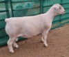 LOT 7 1X WHITE DORPER T5 RAM ASHLEY PHILLIPS WHITE DORPERS - 2