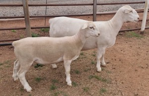 LOT 32 1+1X WHITE DORPER T5 OOI/EWE ASHLEY PHILLIPS WHITE DORPERS