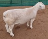 LOT 23 1X WHITE DORPER STUD RAM ASHLEY PHILLIPS WHITE DORPERS