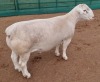 LOT 23 1X WHITE DORPER STUD RAM ASHLEY PHILLIPS WHITE DORPERS - 2