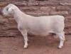 LOT 41 1X WHITE DORPER STUD RAM ASHLEY PHILLIPS WHITE DORPERS