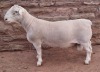 LOT 41 1X WHITE DORPER STUD RAM ASHLEY PHILLIPS WHITE DORPERS - 2