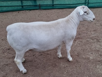 LOT 42 1X WHITE DORPER FLOCK RAM ASHLEY PHILLIPS WHITE DORPERS