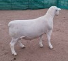 LOT 43 1X WHITE DORPER FLOCK RAM ASHLEY PHILLIPS WHITE DORPERS