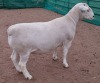 LOT 43 1X WHITE DORPER FLOCK RAM ASHLEY PHILLIPS WHITE DORPERS - 2