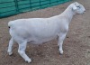 LOT 25 1X WHITE DORPER STUD RAM ASHLEY PHILLIPS WHITE DORPERS