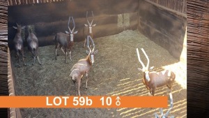 10X BLESBOK (PER STUK OM LOT TE NEEM)