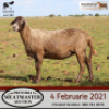 LOT 122 2X MEATMASTER OOIE/EWE DIDYMUS MEATMASTERS(PER STUK OM LOT TE NEEM/PER PIECE TO TAKE THE LOT) - 2