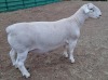 LOT 25 1X WHITE DORPER STUD RAM ASHLEY PHILLIPS WHITE DORPERS - 2