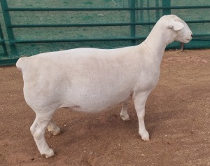 LOT 7 1X WHITE DORPER T5 OOI/EWE ASHLEY PHILLIPS WHITE DORPERS