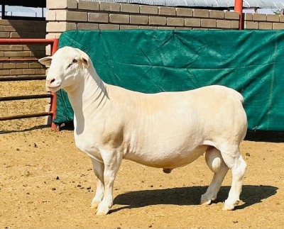 LOT 24 1X WHITE DORPER STUD RAM ASHLEY PHILLIPS WHITE DORPERS