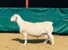 LOT 24 1X WHITE DORPER STUD RAM ASHLEY PHILLIPS WHITE DORPERS - 2