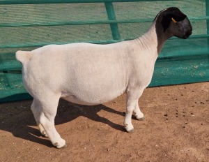 LOT 26 1X DORPER T5 OOI/EWE MICKEY PHILLIPS & SON