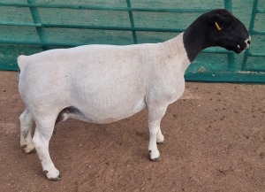 LOT 1 1X DORPER T5 OOI/EWE MICKEY PHILLIPS & SON