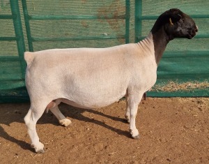 LOT 2 1X DORPER T5 OOI/EWE MICKEY PHILLIPS & SON