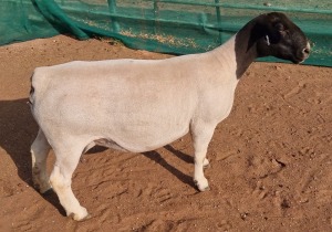 LOT 3 1X DORPER T5 OOI/EWE MICKEY PHILLIPS & SON