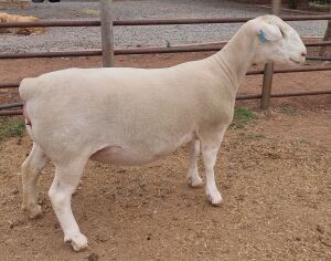 LOT 31 1X WHITE DORPER T5 OOI/EWE ASHLEY PHILLIPS WHITE DORPERS