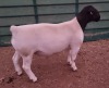 LOT 1 1X DORPER STUD RAM MICKEY PHILLIPS & SON - 2